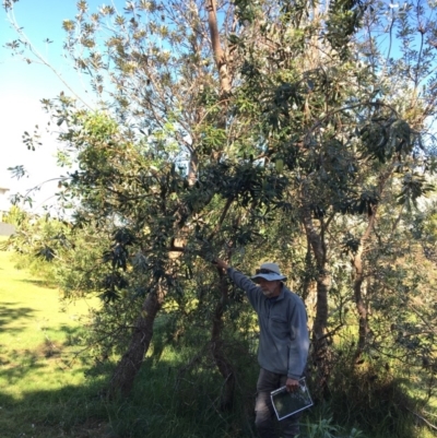 Banksia integrifolia subsp. integrifolia (Coast Banksia) at North Tura - 14 May 2020 by Carine