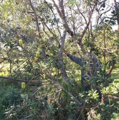 Banksia integrifolia subsp. integrifolia (Coast Banksia) at North Tura - 14 May 2020 by Carine