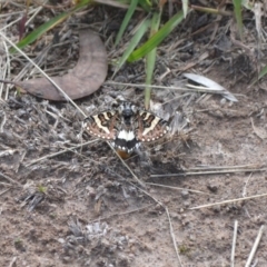 Apina callisto (Pasture Day Moth) at Gowrie, ACT - 14 Apr 2020 by BBDvoc