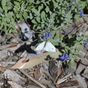 Pieris rapae at Gowrie, ACT - 18 Apr 2020 03:58 PM