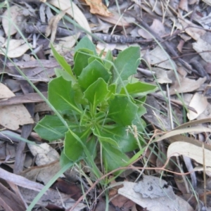 Dimorphotheca ecklonis at Fadden, ACT - 14 May 2020