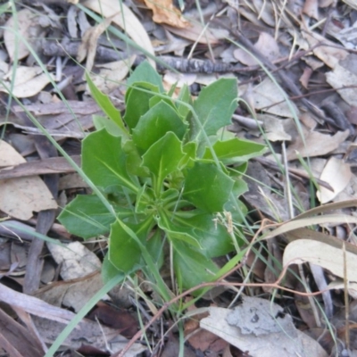 Dimorphotheca ecklonis (African Daisy) at Fadden, ACT - 14 May 2020 by MichaelMulvaney