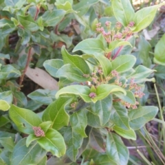 Viburnum tinus at Fadden, ACT - 14 May 2020