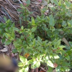 Viburnum tinus at Fadden, ACT - 14 May 2020