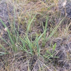 Dianella sp. aff. longifolia (Benambra) (Pale Flax Lily, Blue Flax Lily) at Monash Grassland - 14 May 2020 by MichaelMulvaney