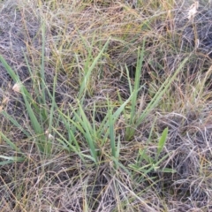 Dianella sp. aff. longifolia (Benambra) (Pale Flax Lily, Blue Flax Lily) at Tuggeranong Creek to Monash Grassland - 14 May 2020 by MichaelMulvaney