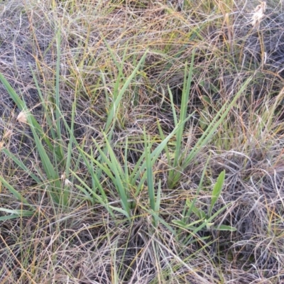 Dianella sp. aff. longifolia (Benambra) (Pale Flax Lily, Blue Flax Lily) at Monash Grassland - 14 May 2020 by MichaelMulvaney