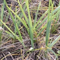 Dianella sp. aff. longifolia (Benambra) at Monash, ACT - 14 May 2020 12:55 PM