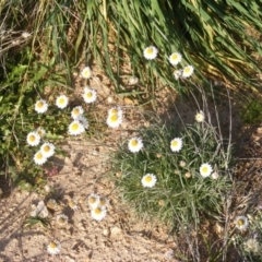 Leucochrysum albicans subsp. tricolor (Hoary Sunray) at Monash, ACT - 14 May 2020 by MichaelMulvaney