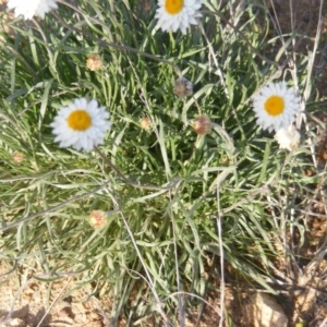 Leucochrysum albicans subsp. tricolor at Monash, ACT - 14 May 2020 12:59 PM