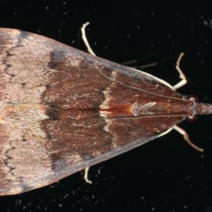 Uresiphita ornithopteralis at Ainslie, ACT - 14 May 2020