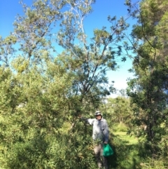 Banksia integrifolia subsp. integrifolia (Coast Banksia) at Tura Beach, NSW - 14 May 2020 by Carine