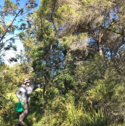 Banksia integrifolia subsp. integrifolia (Coast Banksia) at Tura Beach, NSW - 14 May 2020 by Carine