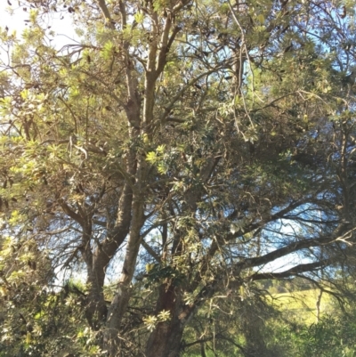 Banksia integrifolia subsp. integrifolia (Coast Banksia) at Tura Beach, NSW - 14 May 2020 by Carine