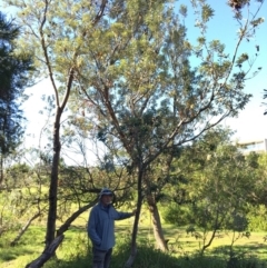 Banksia integrifolia subsp. integrifolia (Coast Banksia) at North Tura - 14 May 2020 by Carine