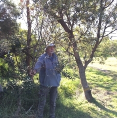 Banksia integrifolia subsp. integrifolia (Coast Banksia) at North Tura - 14 May 2020 by Carine