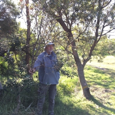 Banksia integrifolia subsp. integrifolia (Coast Banksia) at North Tura - 14 May 2020 by Carine