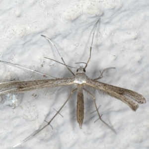 Stenoptilia zophodactylus at Ainslie, ACT - 14 May 2020