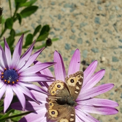 Junonia villida (Meadow Argus) at Scullin, ACT - 27 Apr 2020 by Mish90