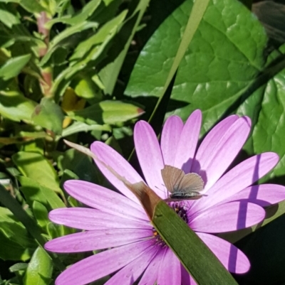 Zizina otis (Common Grass-Blue) at Page, ACT - 27 Apr 2020 by Mish90