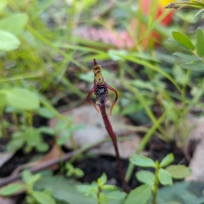 Chiloglottis diphylla (Common Wasp Orchid) at Termeil, NSW - 14 May 2020 by NickWilson