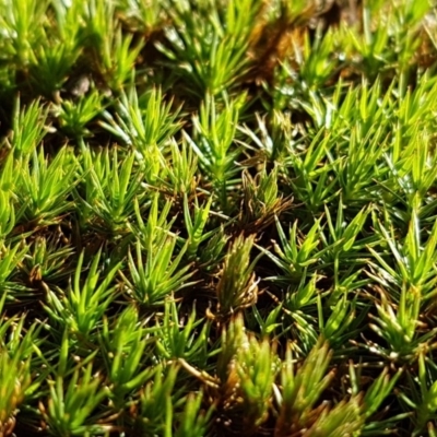 Polytrichaceae sp. (family) (A moss) at Belconnen, ACT - 15 May 2020 by trevorpreston