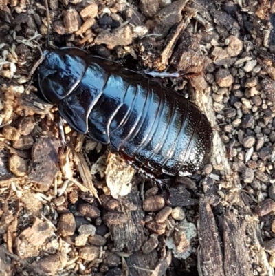 Panesthia australis (Common wood cockroach) at Lake Ginninderra - 15 May 2020 by tpreston