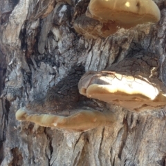 Phellinus sp. (non-resupinate) (A polypore) at GG97 - 15 May 2020 by jennyt