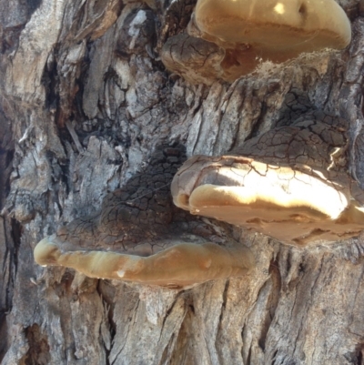 Phellinus sp. (non-resupinate) (A polypore) at GG97 - 15 May 2020 by jennyt