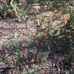 Acacia cultriformis (Knife Leaf Wattle) at Deakin, ACT - 15 May 2020 by jennyt