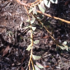 Acacia cultriformis at Deakin, ACT - 15 May 2020