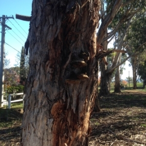 Phellinus sp. (non-resupinate) at Hughes, ACT - 15 May 2020