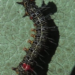 Phalaenoides glycinae at Griffith, ACT - 15 May 2020