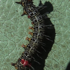 Phalaenoides glycinae at Griffith, ACT - 15 May 2020