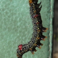 Phalaenoides glycinae at Griffith, ACT - 15 May 2020