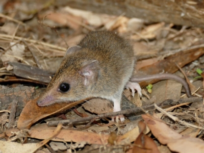 Sminthopsis leucopus (White-footed Dunnart) at Black Range, NSW - 20 Jan 2016 by AndrewMcCutcheon