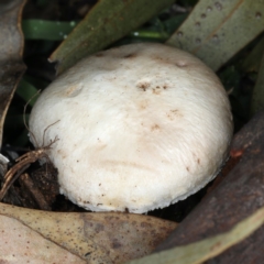 Agaricus sp. (Agaricus) at Mount Ainslie - 10 Apr 2020 by jb2602