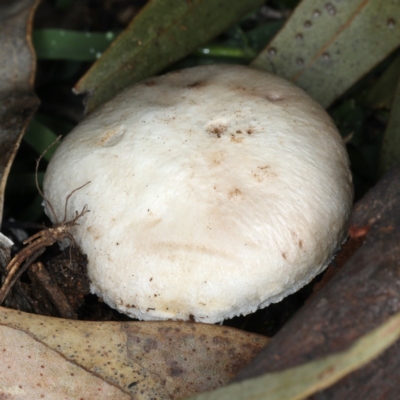 Agaricus sp. (Agaricus) at Mount Ainslie - 10 Apr 2020 by jb2602