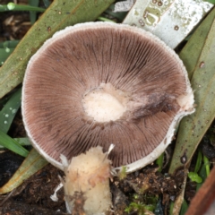 Agaricus sp. at Majura, ACT - 10 Apr 2020