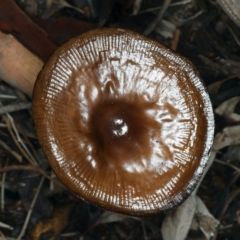 Oudemansiella gigaspora group (Rooting Shank) at Mount Ainslie - 10 Apr 2020 by jb2602