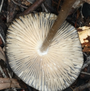 Oudemansiella gigaspora group at Ainslie, ACT - 10 Apr 2020