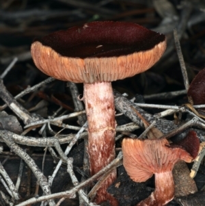 Tubaria rufofulva at Ainslie, ACT - 10 Apr 2020