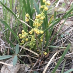 Lomandra filiformis (Wattle Mat-rush) at Majura, ACT - 15 May 2020 by JaneR