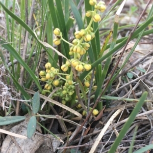 Lomandra filiformis at Majura, ACT - 15 May 2020