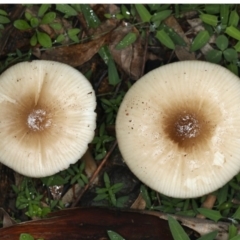 Mycena sp. at Majura, ACT - 10 Apr 2020 by jb2602