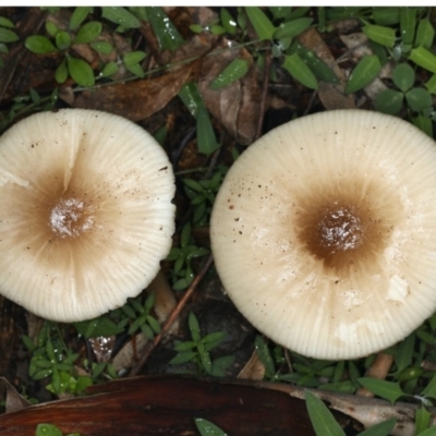 Mycena sp. at Majura, ACT - 10 Apr 2020 by jb2602