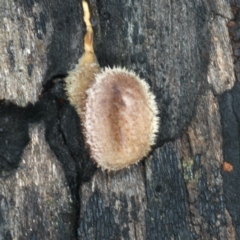 Lentinus fasciatus (Hairy Trumpet) at Mount Ainslie - 10 Apr 2020 by jb2602