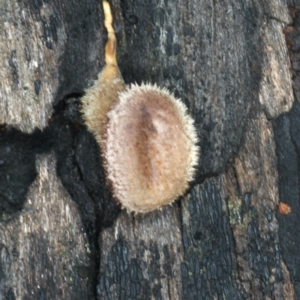 Lentinus fasciatus at Ainslie, ACT - 10 Apr 2020