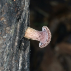 Lentinus fasciatus at Ainslie, ACT - 10 Apr 2020