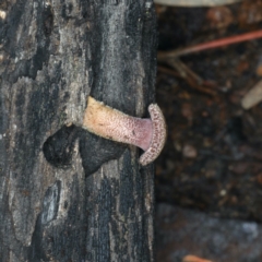 Lentinus fasciatus at Ainslie, ACT - 10 Apr 2020